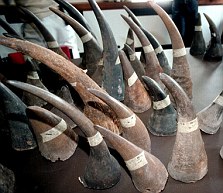 Rhino horns